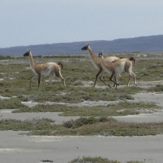 Estepa de coirón y mata negra con vega en el fondo del valle